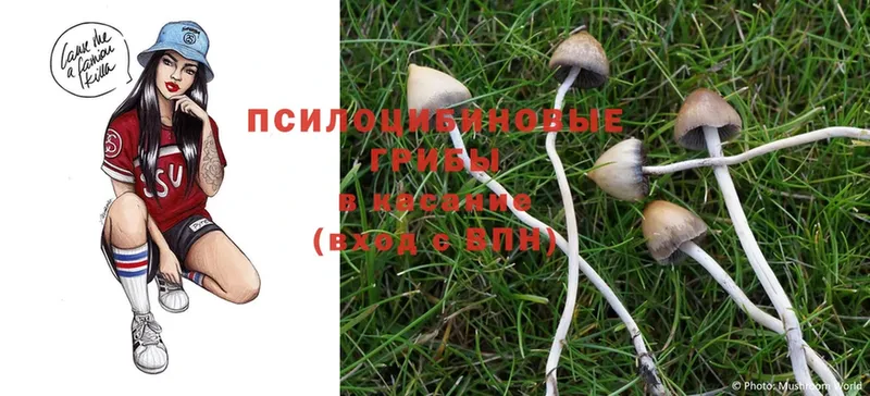 Галлюциногенные грибы Psilocybe  Беломорск 